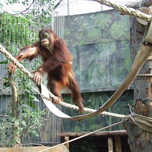 Bornean Orangutan