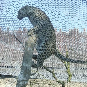 Persian Leopard