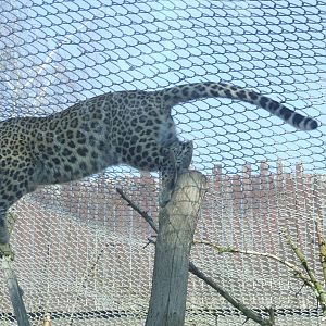 Persian Leopard