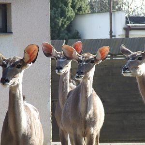 Greater Kudu