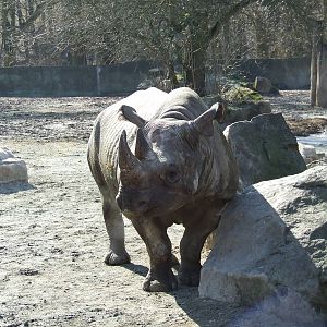 Black Rhinoceros