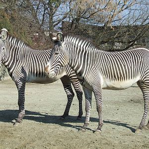 Grevy Zebra