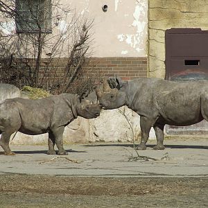 Black Rhinoceroses