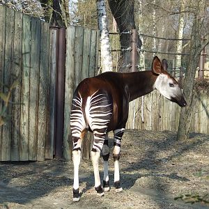 Okapi