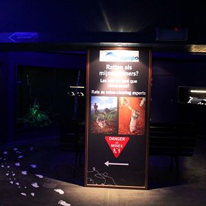 ZOO Antwerpen - Nocturama (Pouched rat)