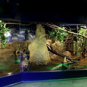 ZOO Antwerpen - Nocturama (Aardvark)