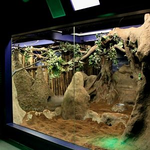 ZOO Antwerpen - Nocturama (Aardvark)