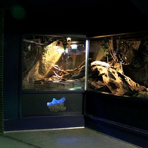 ZOO Antwerpen - Nocturama (Water rat)