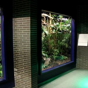 ZOO Antwerpen - Nocturama (Slender loris)