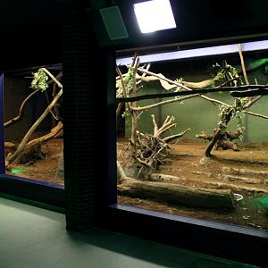 ZOO Antwerpen - Nocturama (Tamandua/Night monkey)