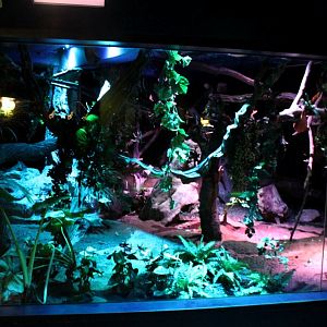 ZOO Antwerpen - Nocturama (Sloth/bat/flying fox)