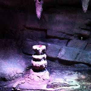 ZOO Antwerpen - Nocturama (Bat cave)