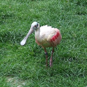 Roseate Spoonbill