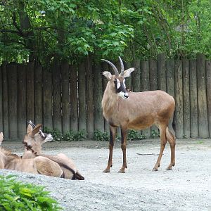 Roan Antelope