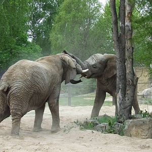 African Elephants I