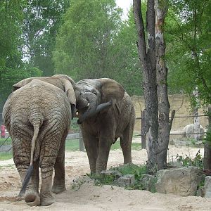 African Elephants II