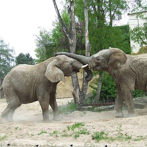 African Elephants III