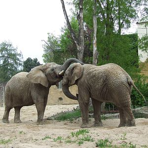 African Elephants IV