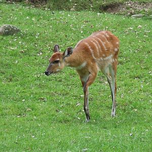 Sitatunga