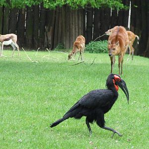 Southern Ground Hornbill