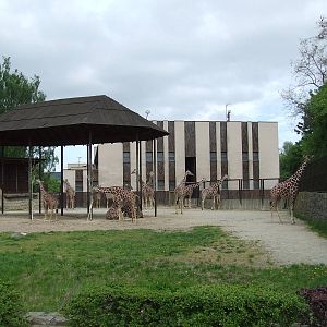 Reticulated Giraffe enclosure and house