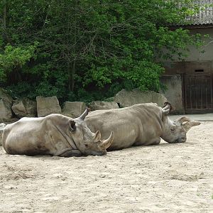 Northern Rhinoceroses