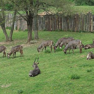 Ellipsed Waterbuck enclosure