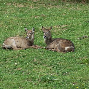 Ellipsed Waterbuck