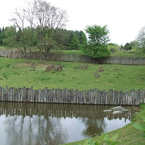 Ellipsed Waterbuck enclosure and pond