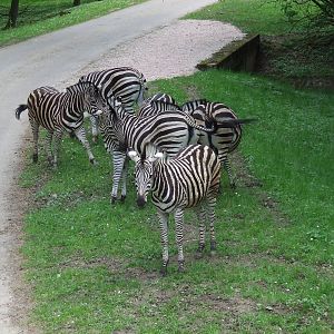 Zebras on Safari road