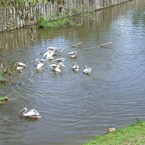 Pink-backed Pelikan pond