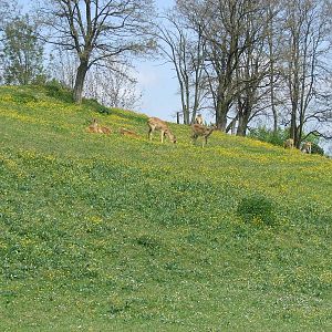 Big african enclosure