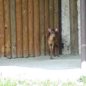 Red Forest Duiker