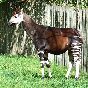 Okapi