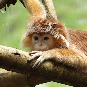 Javan Langur