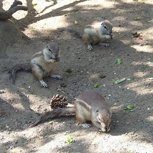 Cape Ground Squirrel