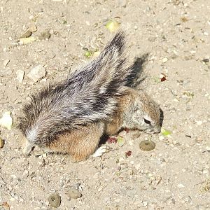 Cape Ground Squirrel