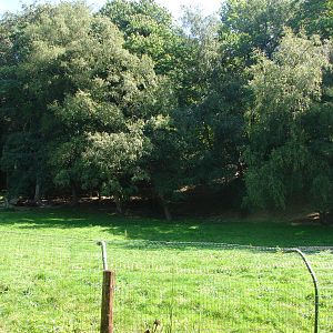 Iberian wolf exhibit
