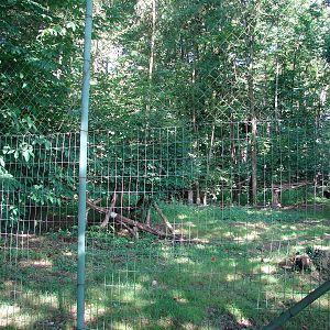 Black leopard exhibit