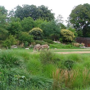 African savanna exhibit