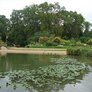 African savanna exhibit