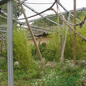 Northern white-cheeked gibbon exhibit