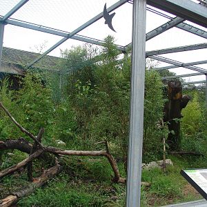 Amur leopard exhibit