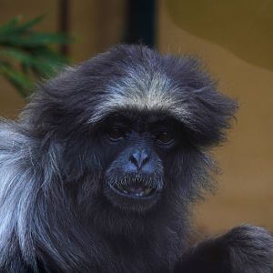 Agile gibbon