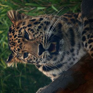 Amur leopard (Panthera pardus orientalis)