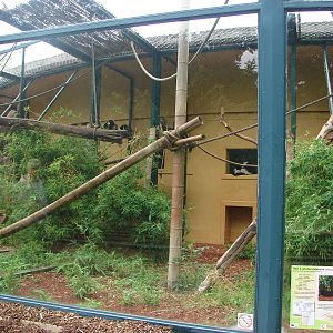 White-belted Ruffed Lemur exhibit