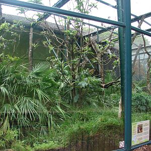 Red-bellied Lemur exhibit