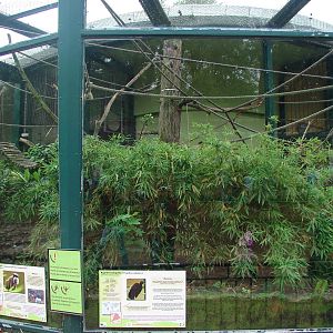 Emperor tamarin and Grey-winged Trumpeter exhibit