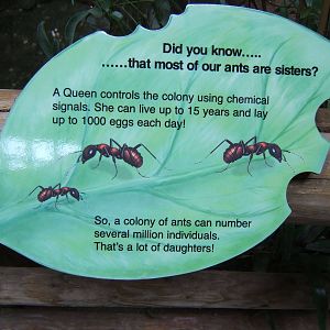 Ant sign