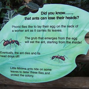 Ant sign